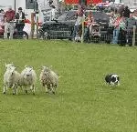 2010-tullamore-show-ger-036