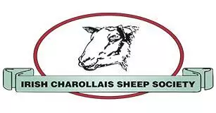 irish-charollais-sheep-society cropped