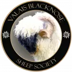 valais blacknose