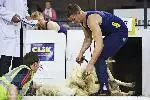 sheep-shearing-2