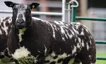 spotted-dutch-sheep-image-1