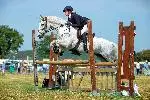 website horse.jpeg