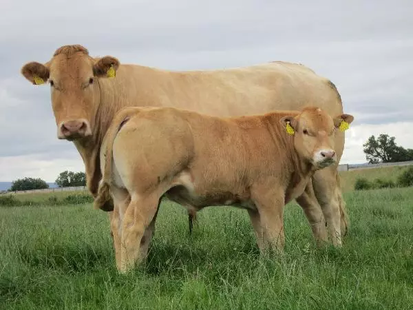 Blonde cattle calf